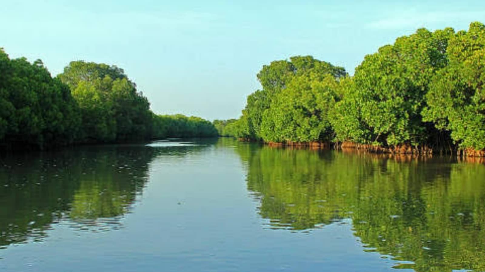 Lesser Known Mangrove Forests That Deserve A Spot On Your Travel List