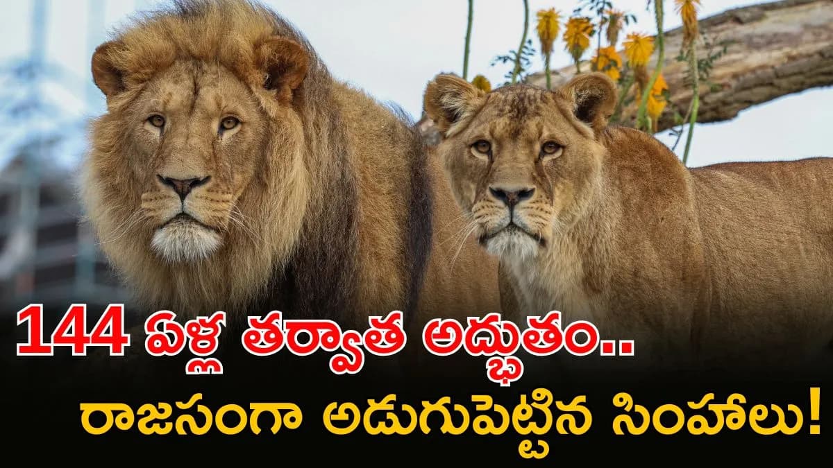 ఈ అడవే మన సింహాలకు కొత్త ఇల్లు.. నయా సామ్రాజ్యం ఎక్కడంటే?