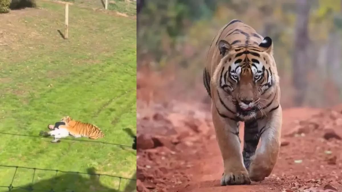 Video: మనిషిని పీక్కు తిన్న పెద్ద పులి.. వైల్డ్‌లైఫ్ పార్క్‌లో భయానక ఘటన