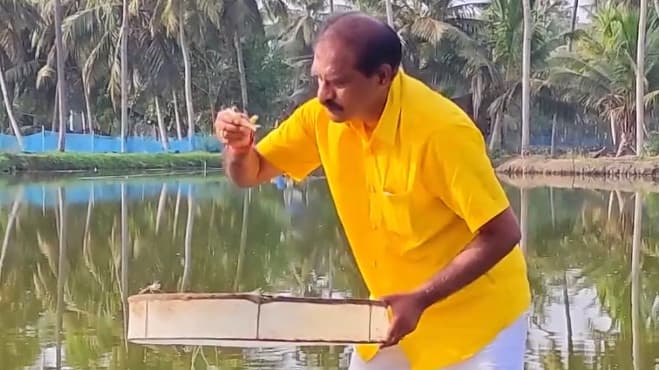 రొయ్యలకు మేత వేసి, పొలంలో దుక్కి దున్ని... సొంతూరులో మంత్రి నిమ్మల... వీడియో ఇదిగో