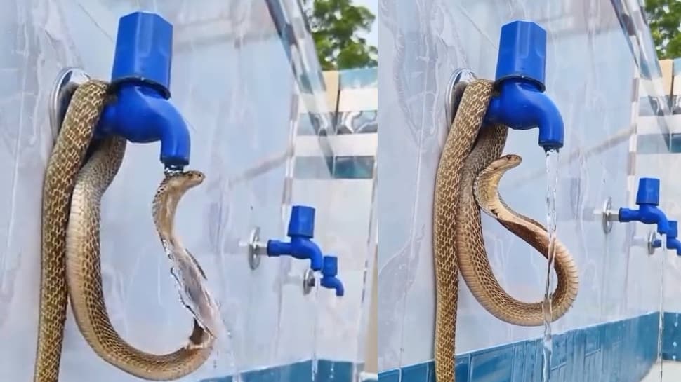Snake Hiding And Drinking Tap Water Amid Summer Heat Season Video Goes Viral Pa 312549