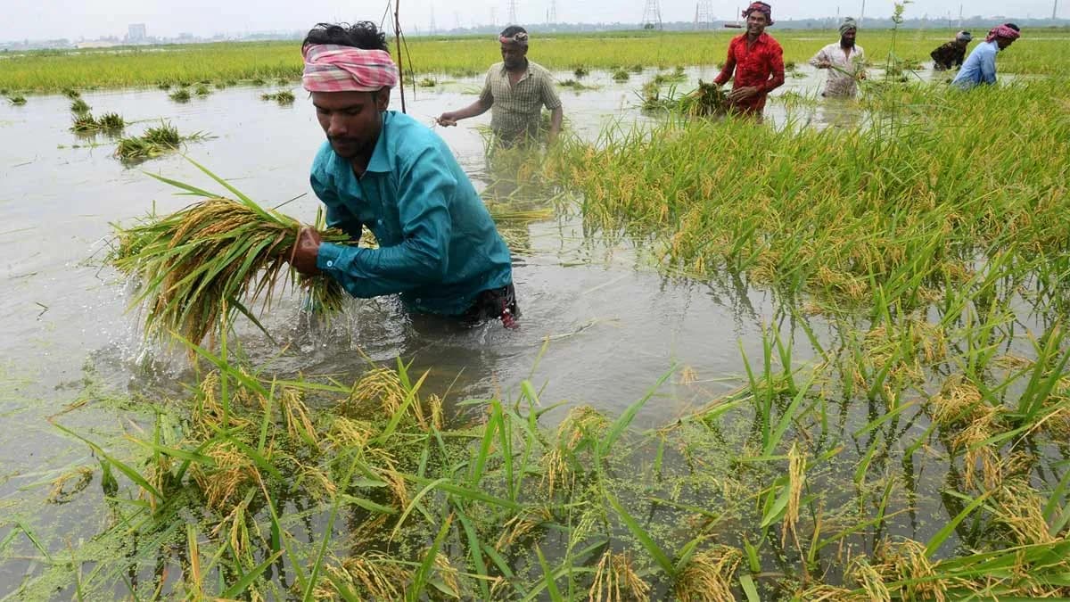 అక్కడ రైతన్న లకు పెద్ద కష్టం.. వరి పొలాలపై ఎలుకల దండయాత్ర! – general