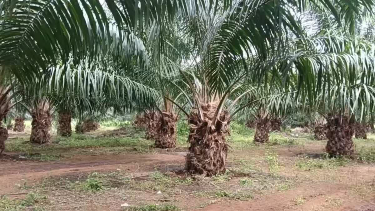 రైతులకు భారీగా ప్రోత్సాహకాలు – general