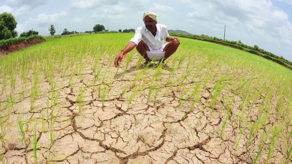 తెలంగాణలోని కరవు మండలాలను గుర్తించండి - కలెక్టర్లకు కీలక ఆదేశాలు తెలంగాణలోని కరవు మండలాలను గుర్తించండి - కలెక్టర్లకు కీలక ఆదేశాలు