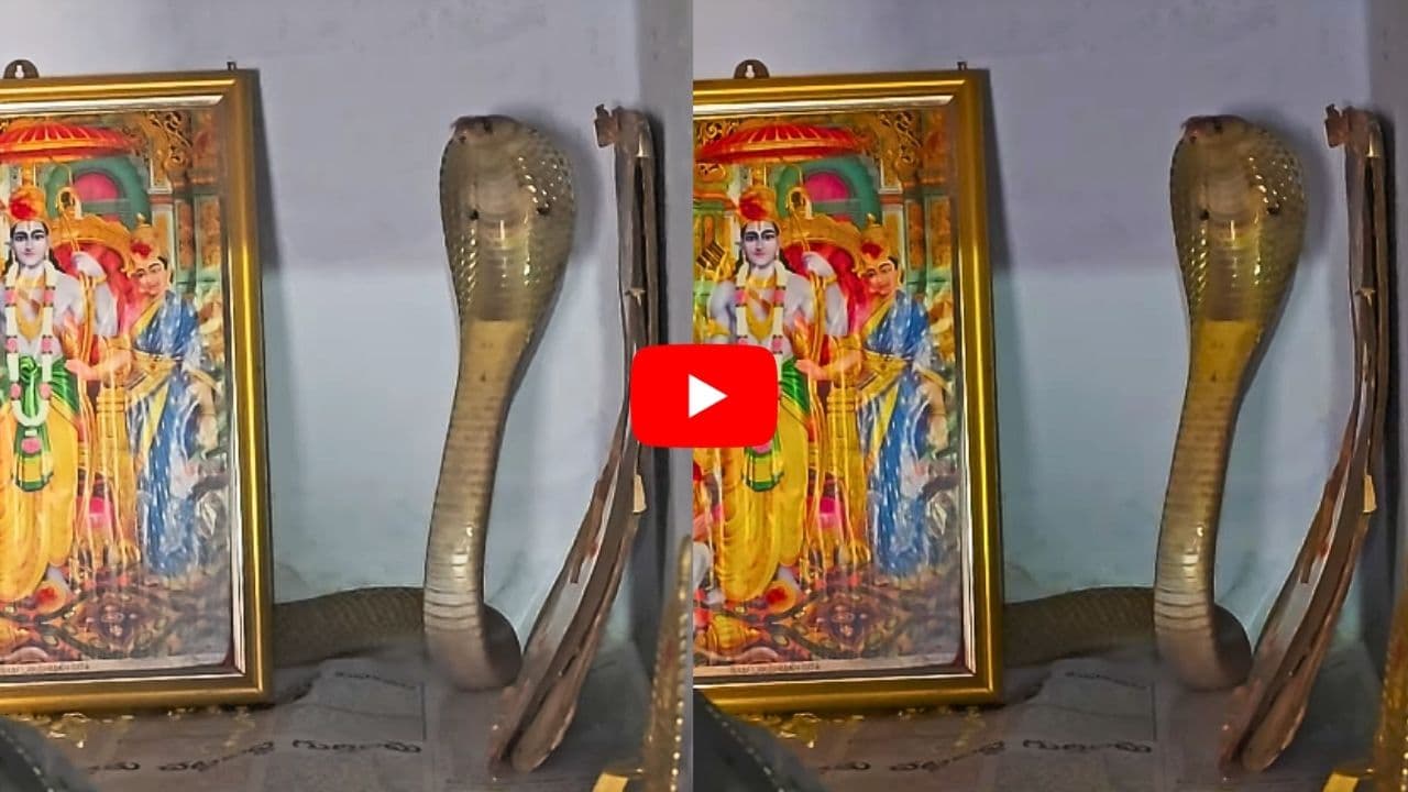 దేవుడి గదిలో శ్రీరాముడి ఫోటో పక్కనే భారీ నాగుపాము.. వీడియో వైరల్