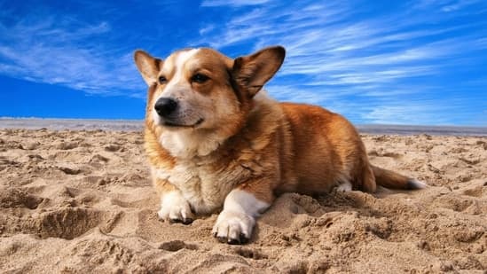 Taking Your Pet On A Summer Trip Vet Shares 5 Ways To Reduce Travel Stress
